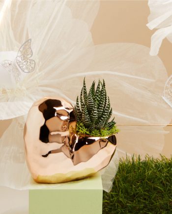 Claraluna – Vaso c/piantina 25141