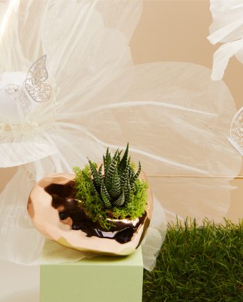 Claraluna - Vaso c/piantina 25142