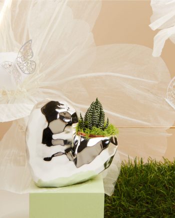 Claraluna – Vaso c/piantina 25143