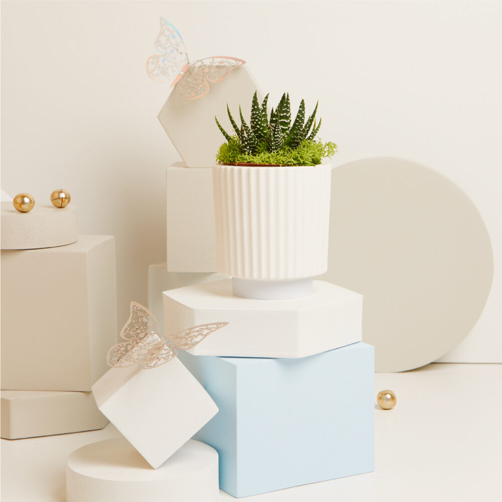 Claraluna – Vasetto a righe Piccolo c/piantina 25293